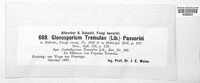 Titaeosporina tremulae image